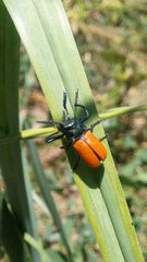 Labidostomis rubripennis