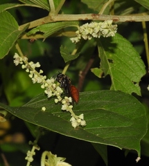 Polybia dimidiata