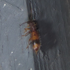 Cymatodera balteata