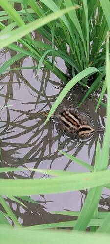 iNaturalist image