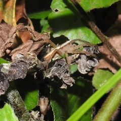 Neoctenus