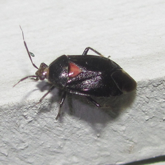 Deraeocoris sayi