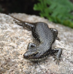 Eulamprus kosciuskoi