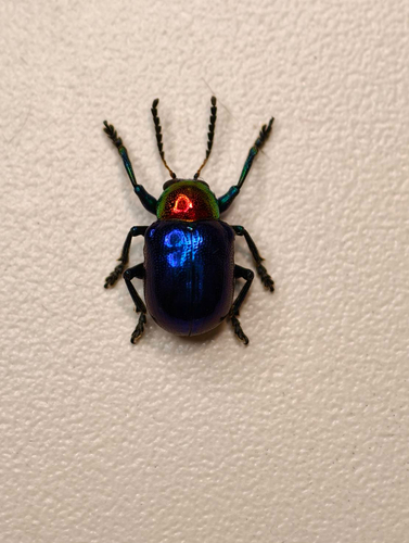 Parheminodes pulcher