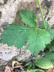 Geum urbanum