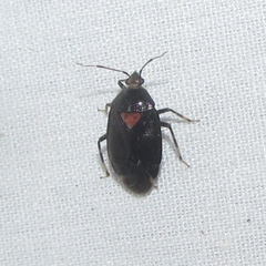 Deraeocoris sayi