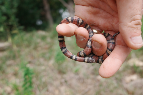 Western Milksnake