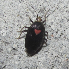 Deraeocoris sayi