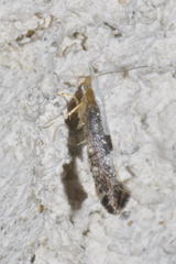 Argyresthia spinosella