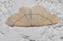 Cyclophora suppunctaria
