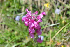 Pedicularis gyroflexa