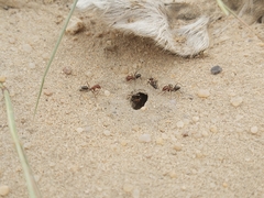 Cataglyphis adenensis