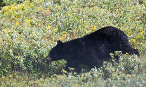 Black Bear sighting near Division No. 15