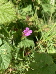 Geranium robertianum