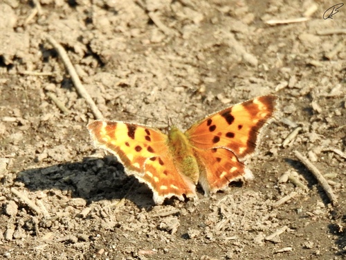 Green Comma