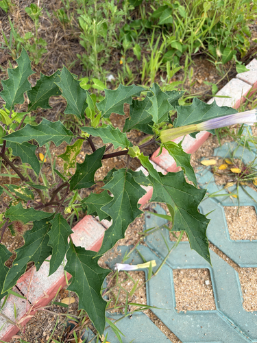 jimsonweed