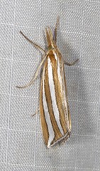 Hednota bivittella