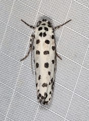 Ethmia clytodoxa