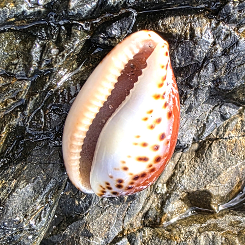 Cypraea angustata observed 2026-08-20