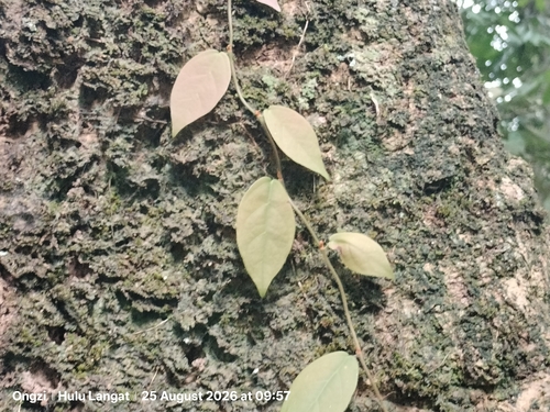 Ficus recurva observed 2026-08-25