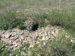 Marmota kastschenkoi