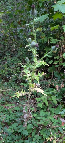 Bull Thistle