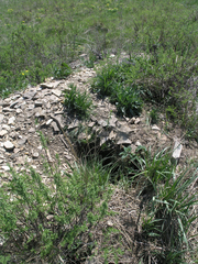 Marmota kastschenkoi