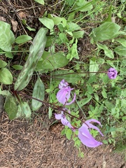 Erythronium hendersonii