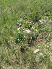 Marmota kastschenkoi