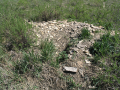 Marmota kastschenkoi