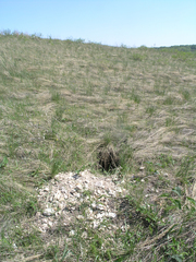 Marmota kastschenkoi