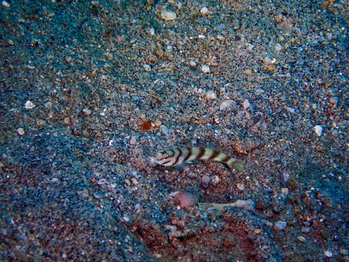 Amblyeleotris diagonalis observed 2026-08-24