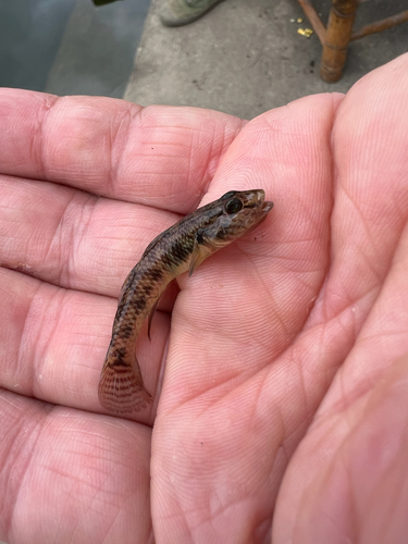 Amur Goby