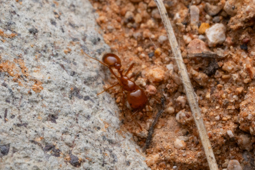 Golden Fire Ant