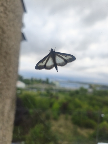 Box Tree Moth