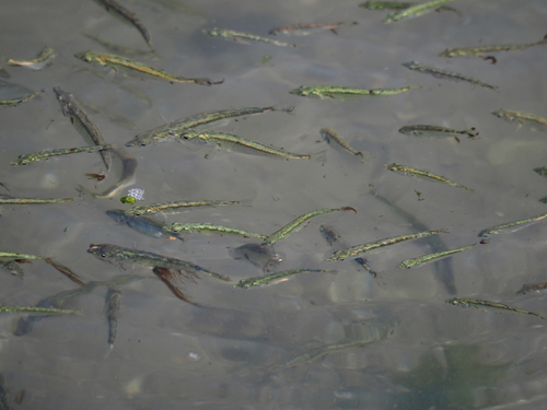 Threespine Stickleback