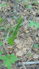 Polygonatum humile