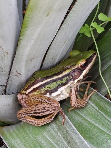 Green Paddy Frog