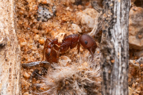 Pogonomyrmex imberbiculus