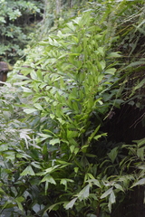 Caryota