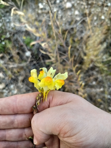 common toadflax