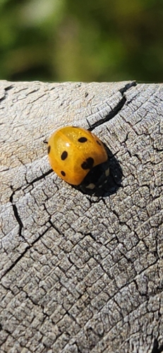 Seven-spotted Lady Beetle