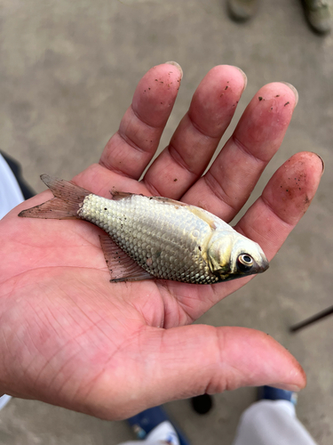 Goldfish