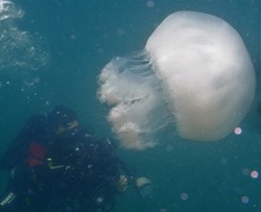 Rhopilema hispidum