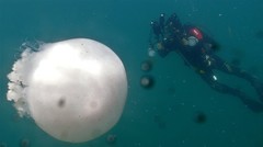 Rhopilema hispidum