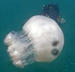 Rhopilema hispidum