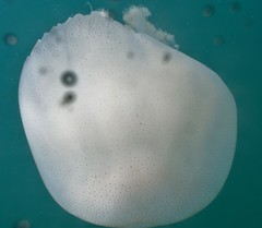 Rhopilema hispidum