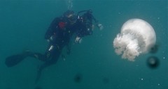 Rhopilema hispidum
