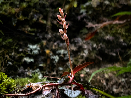 Goodyera velutina