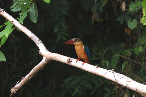 Stork-billed Kingfisher